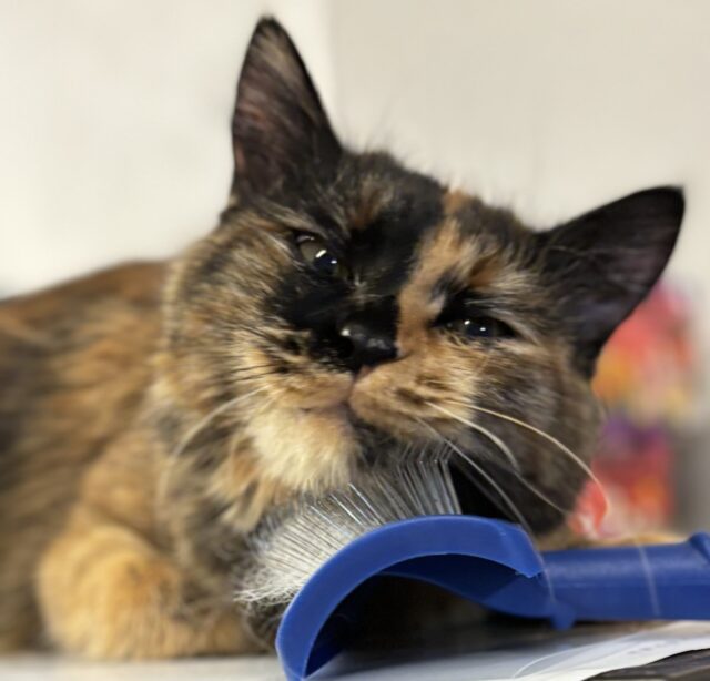 院長の愛猫